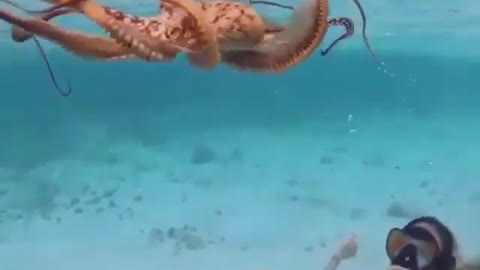 Take you to see the creatures in the sea