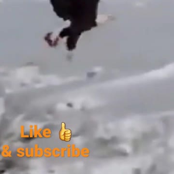 WILD ANIMALS ATTACKS ▶️ 3