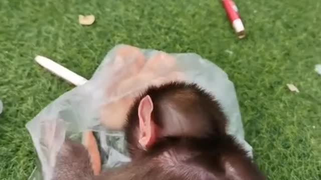 The breeder is teasing the baby baboon to play