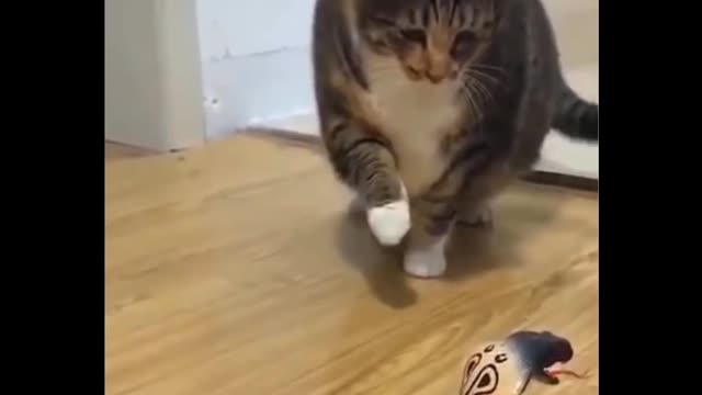 Funny Cat Video With Snake