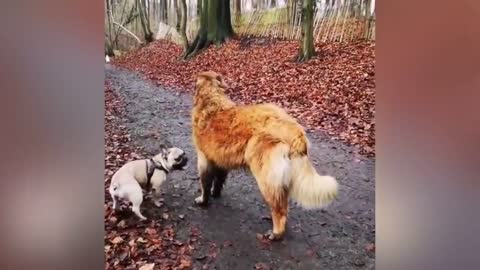 Adorable Puppy Loves Its Duck Buddy $$$$