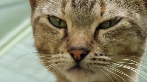 Angry cat funny video