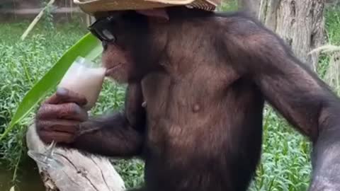 Mono bebé y canta