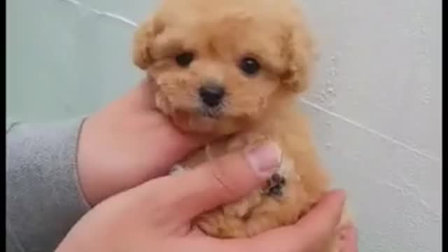 Mini super cute puppy walking through the street