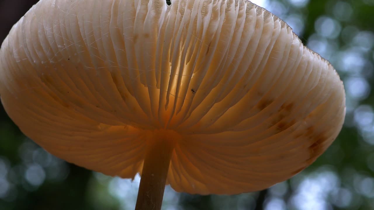 Mushroom