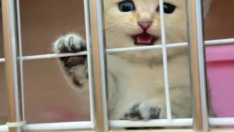 Whiskers' Hilarious Hunt: Cat vs. Toy Mouse Showdown!