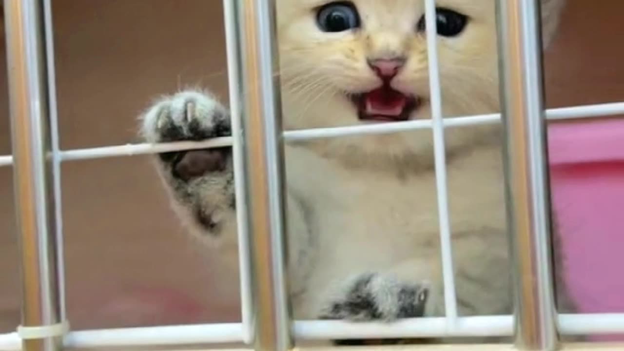 Whiskers' Hilarious Hunt: Cat vs. Toy Mouse Showdown!
