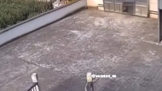 Funny video