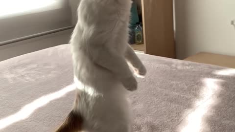 Kitten Standing On Two Legs After Hearing Strange Noise