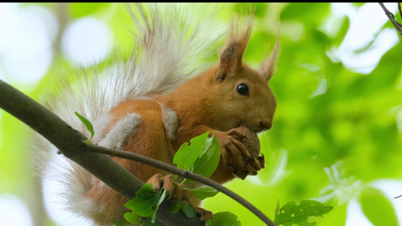 Squirrel eats food