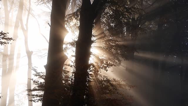 Sunshine behind the trees