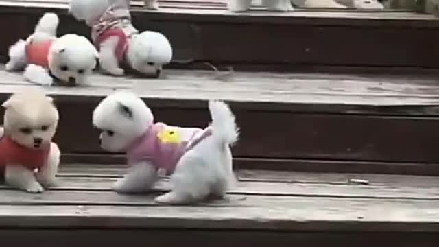 Cute cat babies video