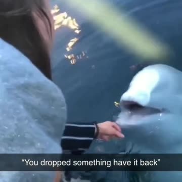 Woman dropped phone in water, Ocean Life creature brings it back to her