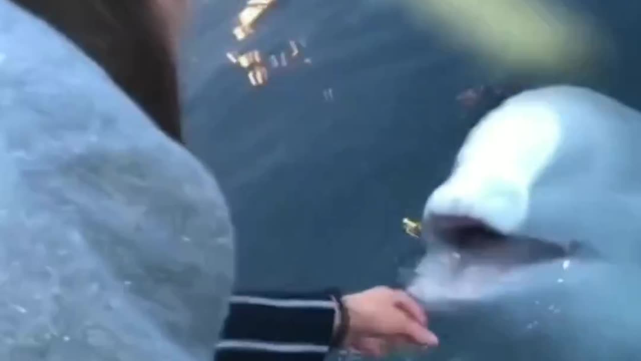 Woman dropped phone in water, Ocean Life creature brings it back to her