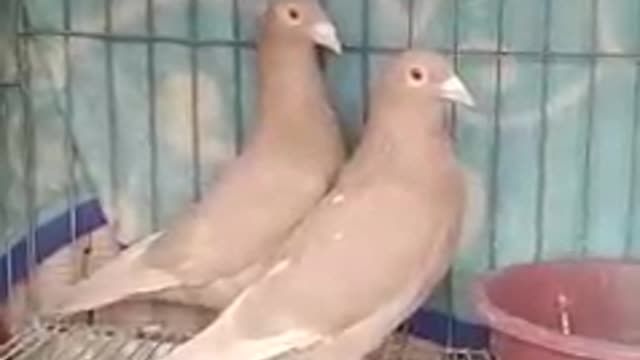 The beauty of the homing pigeon