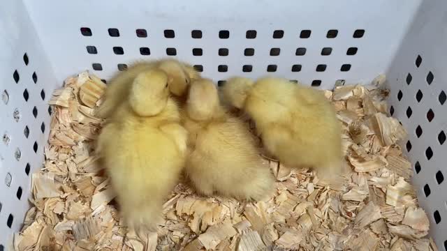 Baby Call Ducks Preening Each Other