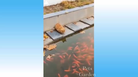 Funny animals vidéos 2021