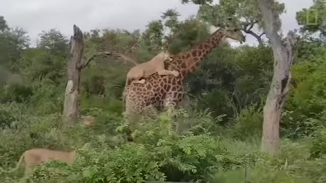 Wildlife Brave Giraffe Kick Five Lion To Save Baby NEW