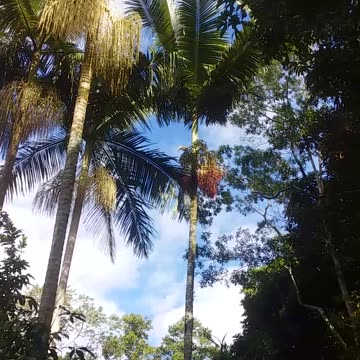 20.6.2024 Sulphur Crested Cockatoo