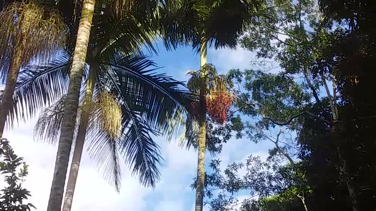 20.6.2024 Sulphur Crested Cockatoo