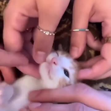 Cat gets all the love