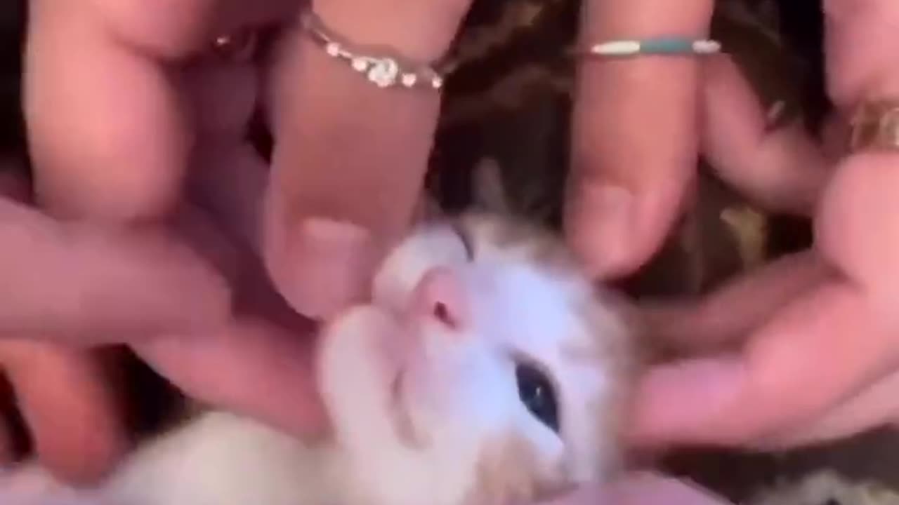 Cat gets all the love