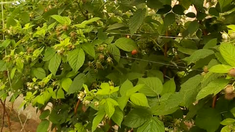 The wild tooth tree from the farm-شجرة التوت البري من الضيعة