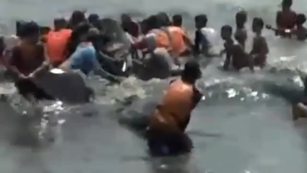 Leopard Shark Caught in Fishing Net