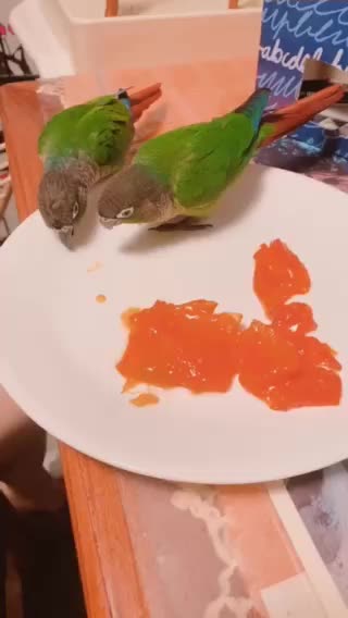Parrots eating persimmon