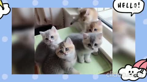 Adorable cats love to dance. 😀😀 part 24 |