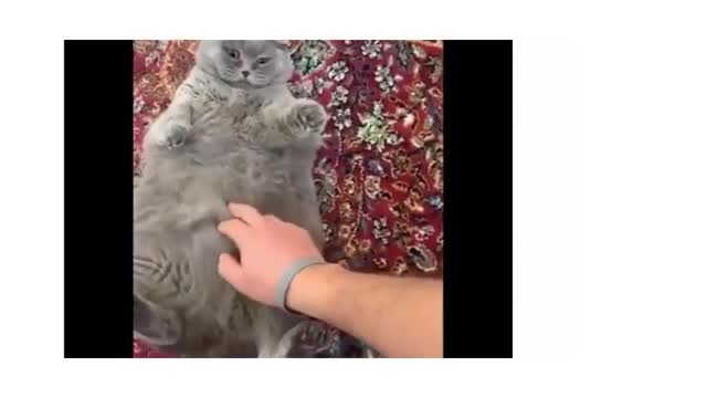 Funniest animal video ever