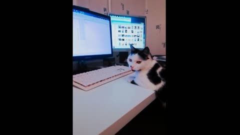 Sysadmin cat