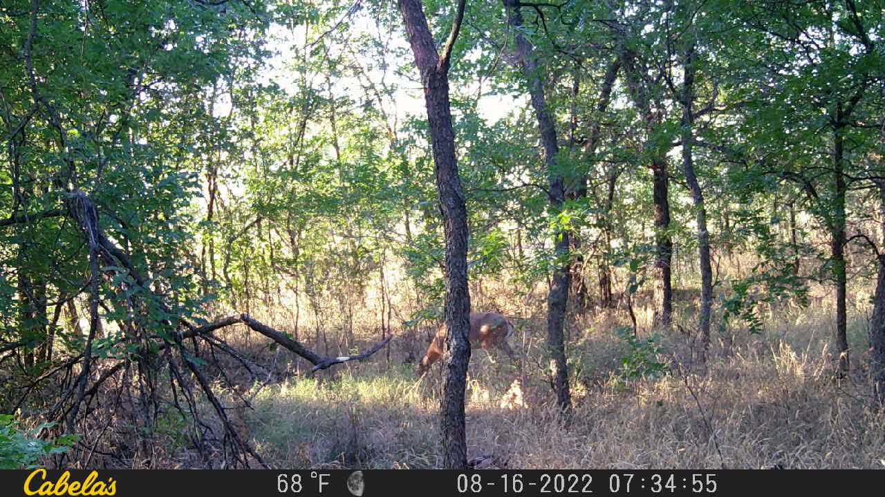 Doe and Fawn (fawn is laying down)