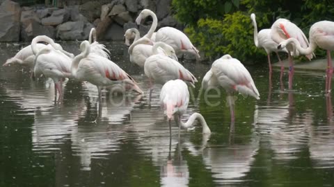 Flamingos in Pound