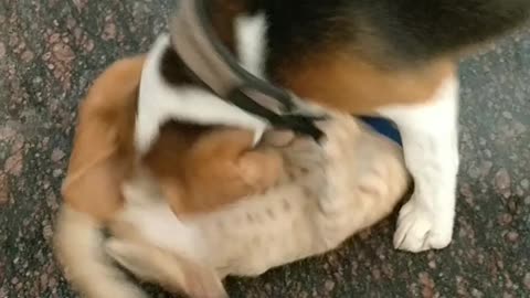 Dog &CAT Fighting