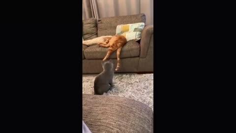 Funny kittens playing 2021