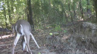 Doe apples 2