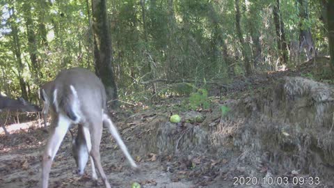 Doe apples 2