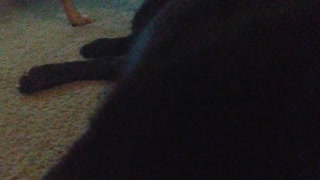 Dog that wears diaper