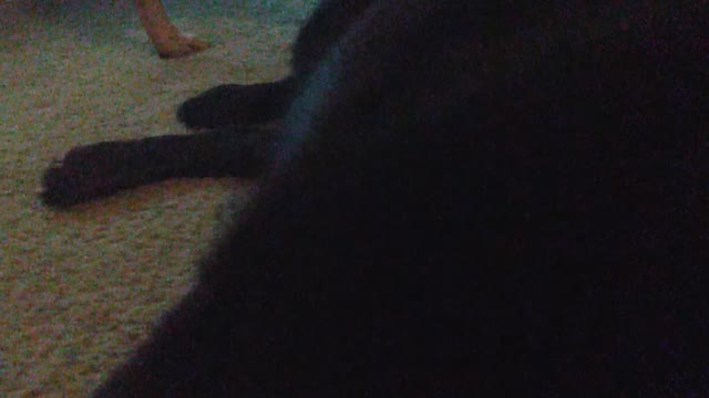 Dog that wears diaper