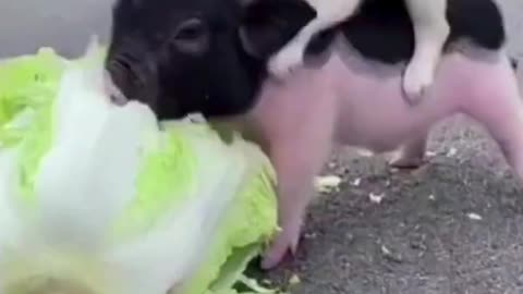 Funniest Animals Best Funny Animal