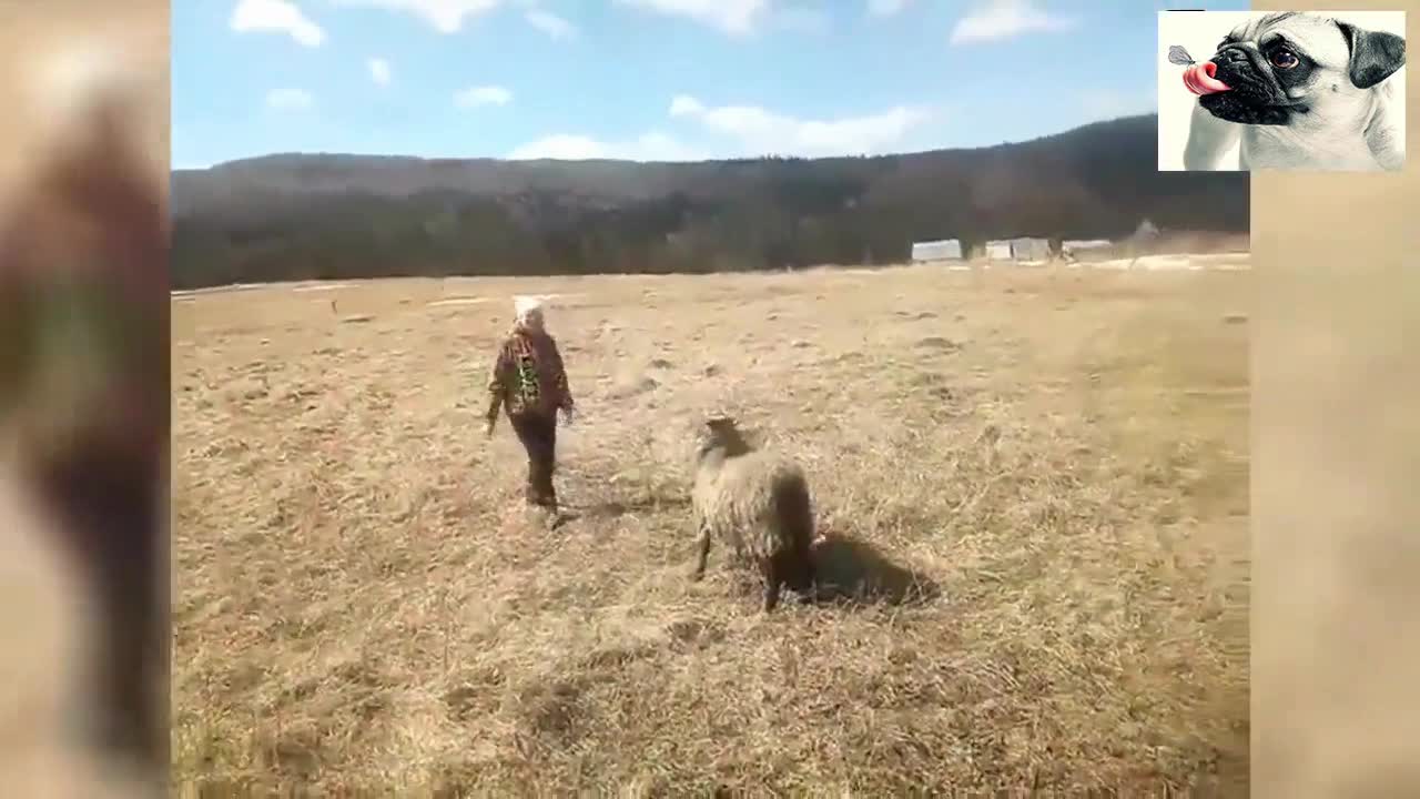 Funny sheep attacking people 7