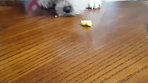 The adorable puppy that wants to eat eggs