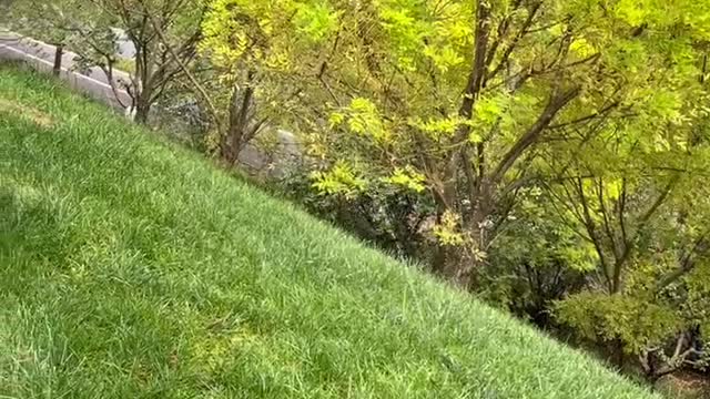 This is how the grass is watered