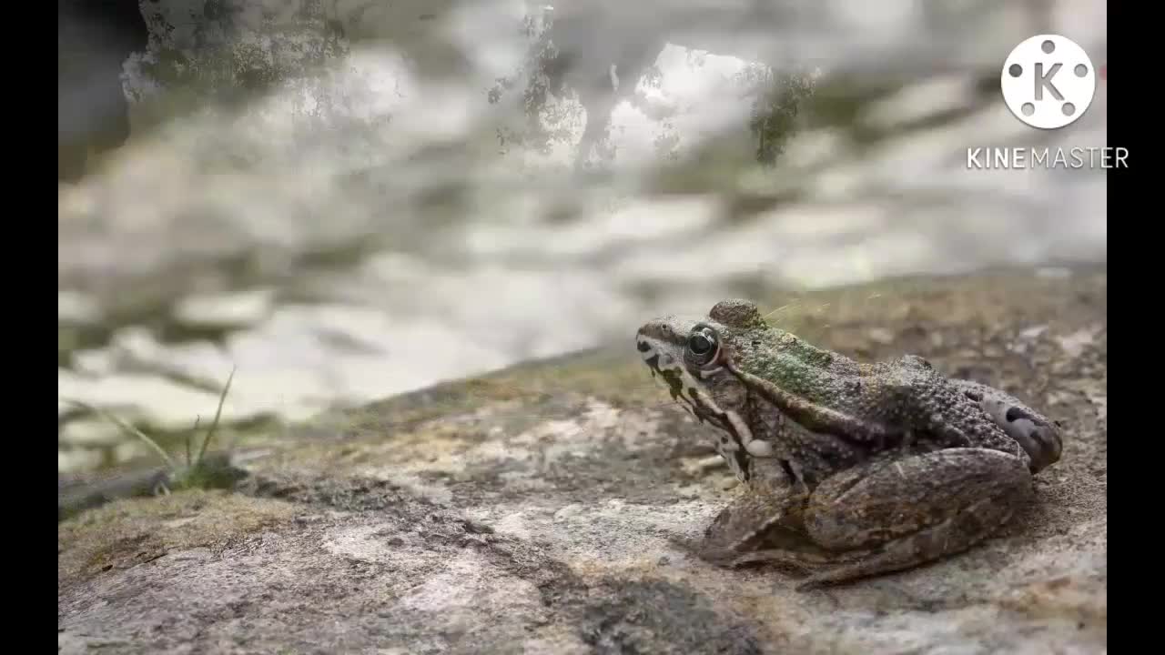 Amazing animal video watch and see