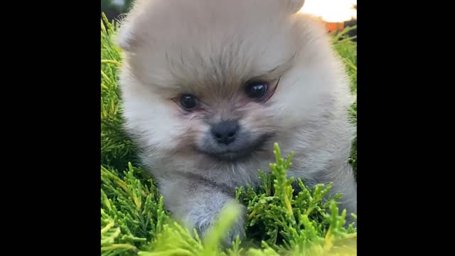 Very cute little Pomeranian, do you like it