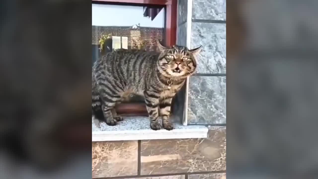 Cats can talk like hooman