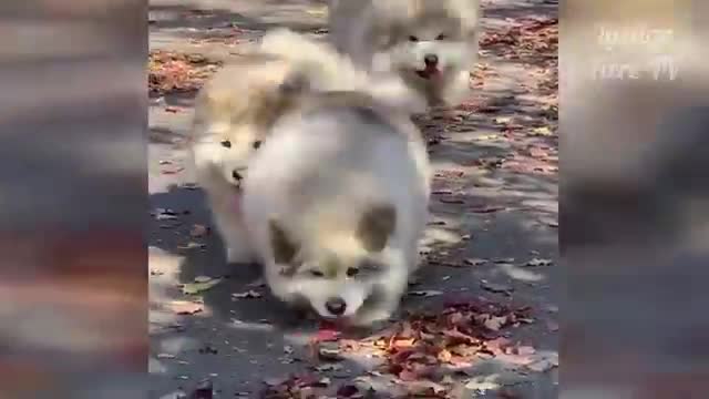 🐕 Videos Cute 🐥 baby animals Compilation Cutest Moment of the Animals