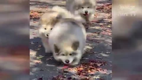 🐕 Videos Cute 🐥 baby animals Compilation Cutest Moment of the Animals