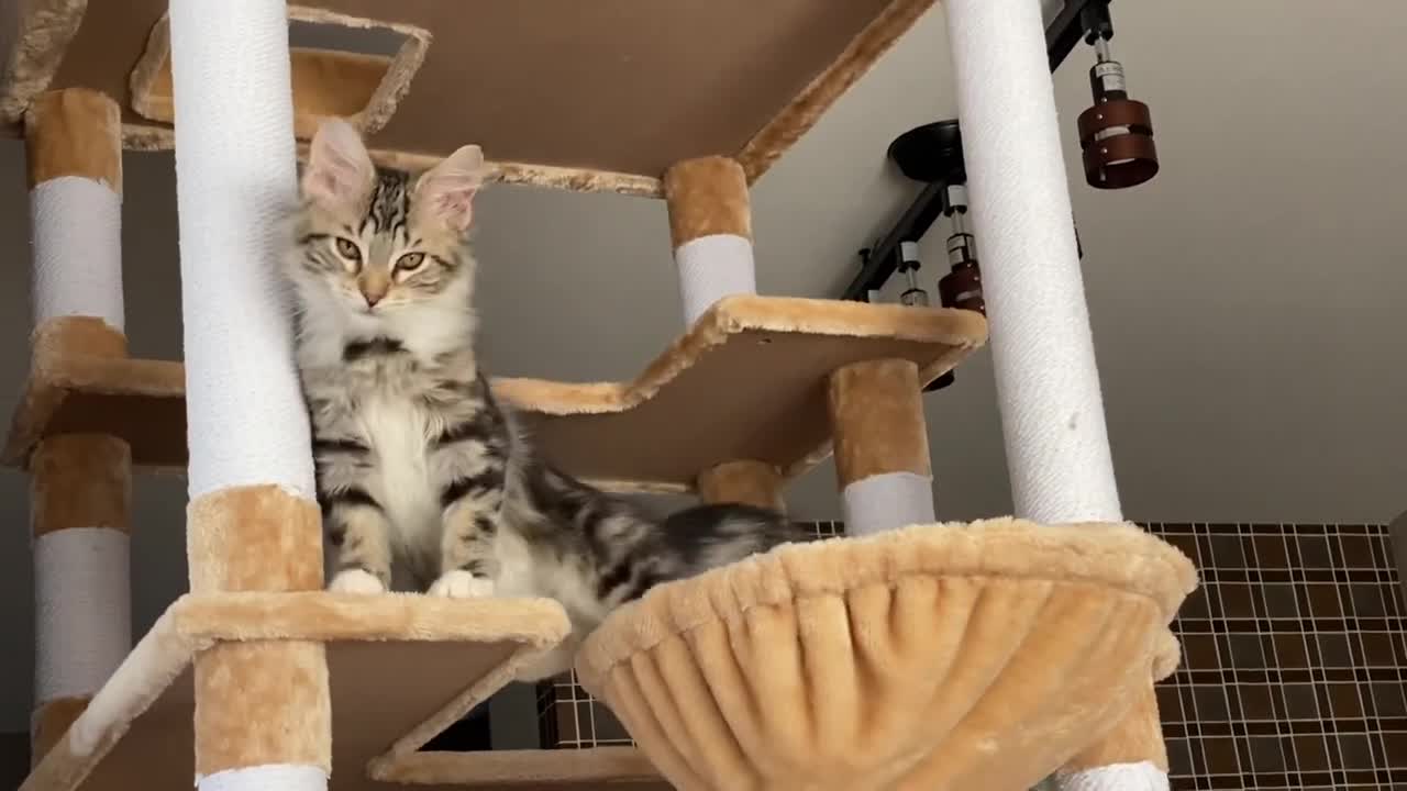 Maine coon cat with his cat tree 0:56